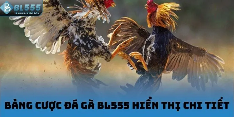 Bảng cược đá gà BL555 hiển thị chi tiết