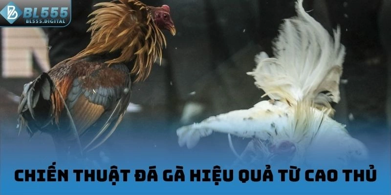 Chiến thuật đá gà hiệu quả từ cao thủ