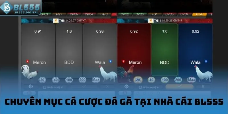 Chuyên mục cá cược đá gà tại nhà cái BL555