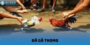 Đá gà Thomo