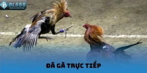 Đá gà trực tiếp