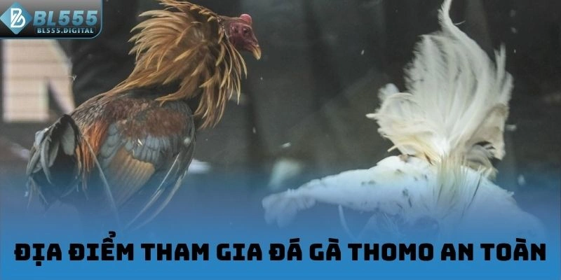 Địa điểm tham gia đá gà Thomo an toàn