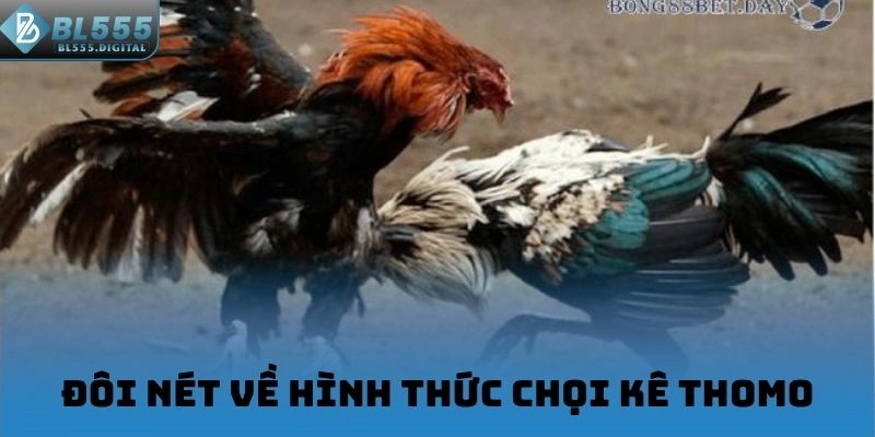 Đôi nét về hình thức chọi kê Thomo