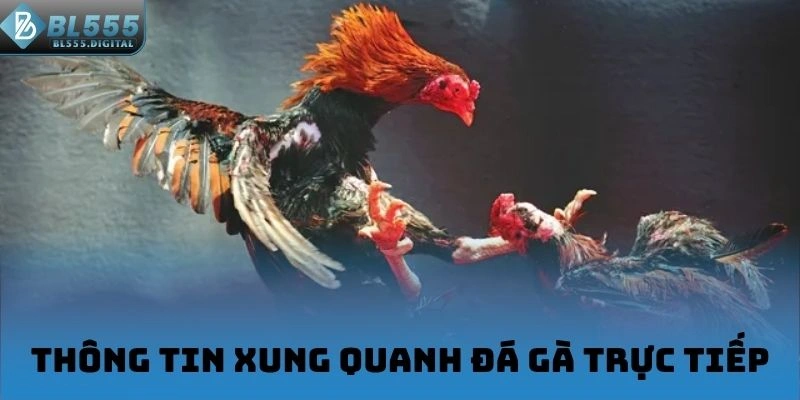 Thông tin xung quanh đá gà trực tiếp