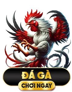 đá gà bl555